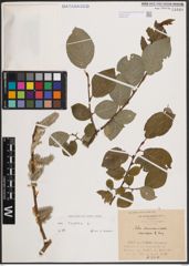 Foto von Salix caprea L.